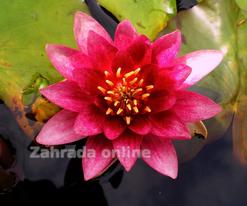 Marliacea Rubra Punctata