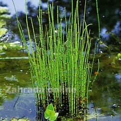 Přeslička  zimní  Equisetum hyemale