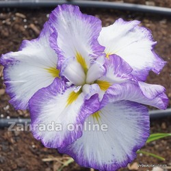 Kosatec - Iris ensata Light at Dawn