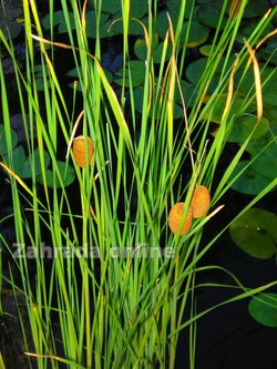 Orobinec nejmenší Typha  minima