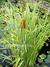 Orobinec širokolistý Variegata Typha  Latifolia variegata