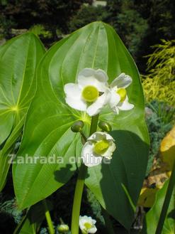 Šípatka - Sagittaria sagittifolia