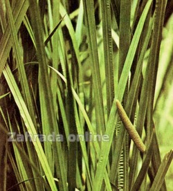 Puškvorec obecný Acorus calamus
