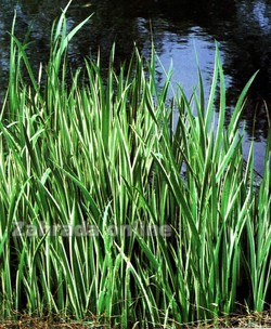 Puškvorec obecný Variegata Acorus calamus