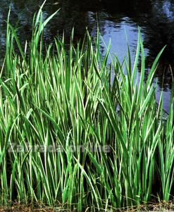 Puškvorec obecný Variegata Acorus calamus