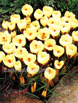 chrysanthus Cream Beauty
