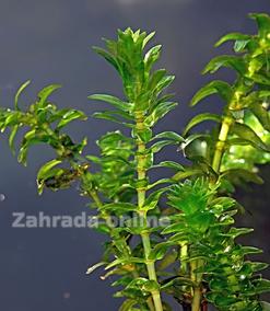 Elodea Kanadiensis - Vodní Mor