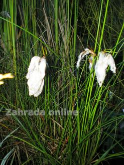 Suchopýr pochvatý Eriophorum Vaginatum