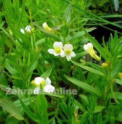 Konitrud lékařský Gratiola officinalis