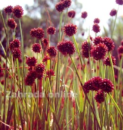 Sítina mečolistá Juncus ensiffolius