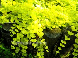 Vrbina penízková - Lysimachia nummularia AUREA