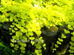 Vrbina penízková - Lysimachia nummularia AUREA