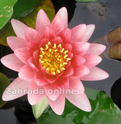 Perrys ´ Strawberry pink