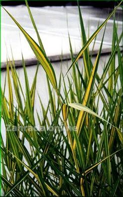 Rákos obecný - Phragmites australis variegata