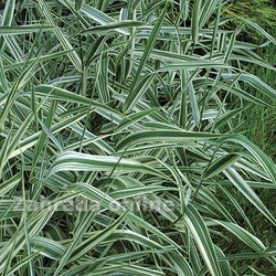 Lesknice rákosovitá Phalaris arundinacea