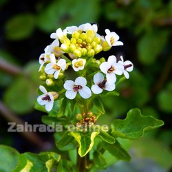 Potočnice lékařská Nasturtium officinale