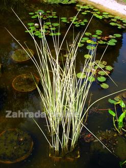 Skřípina Scirpus tabernaemontanii ALEPOESCENS