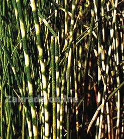 Skřípina Scirpus tabernaemontanii ZEBRINUS