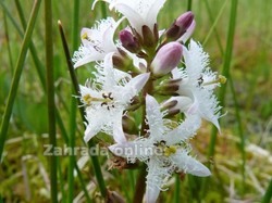 Vachta trojlistá - Menyanthes trifoliata